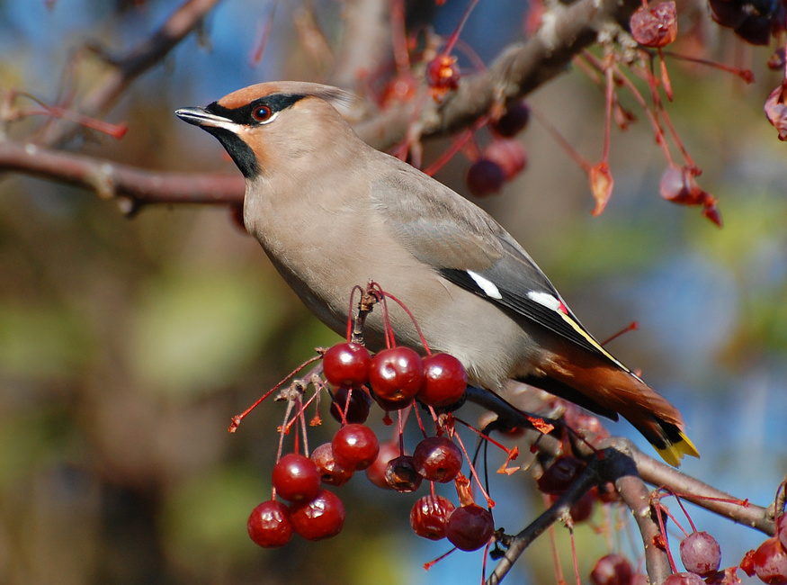 [Bohemian Waxwing]