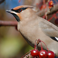 [Bohemian Waxwing]