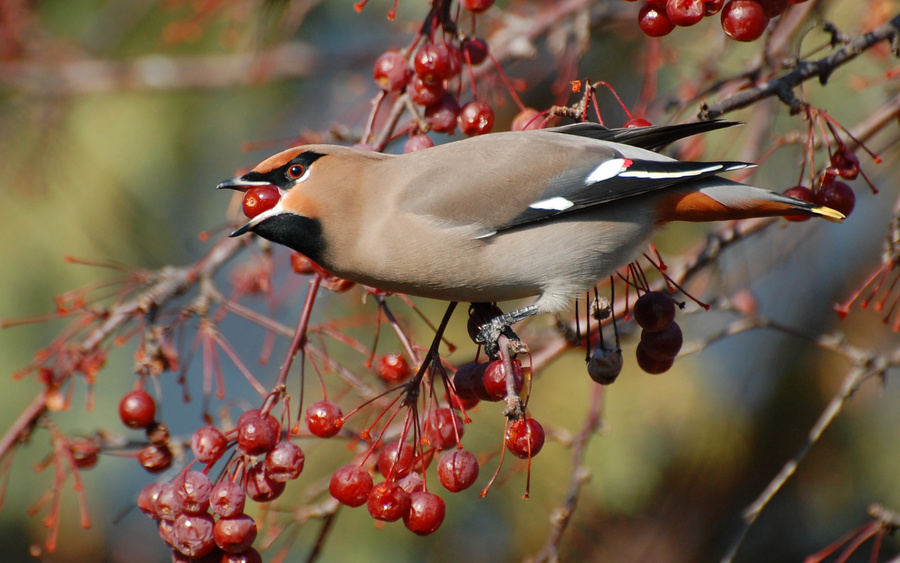 [Bohemian Waxwing]