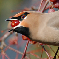 [Bohemian Waxwing]