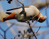 [Bohemian Waxwing]