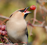 [Bohemian Waxwing]