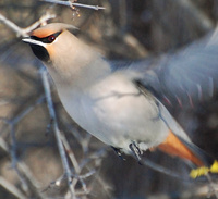 [Bohemian Waxwing]