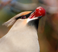 [Bohemian Waxwing]