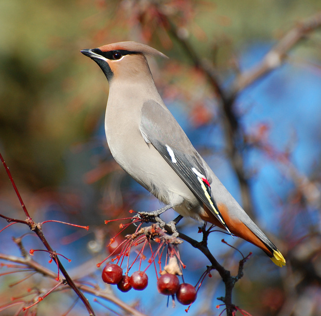 [Bohemian Waxwing]