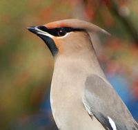 [Bohemian Waxwing]