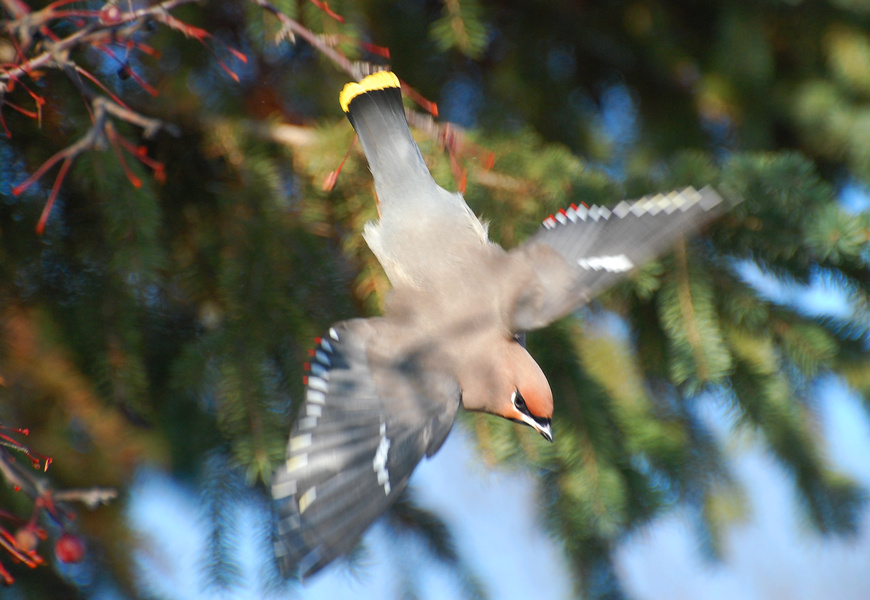 [Waxwing Dive]