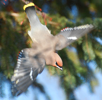 [Waxwing Dive]