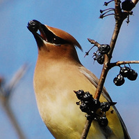 [Cedar Waxwing]