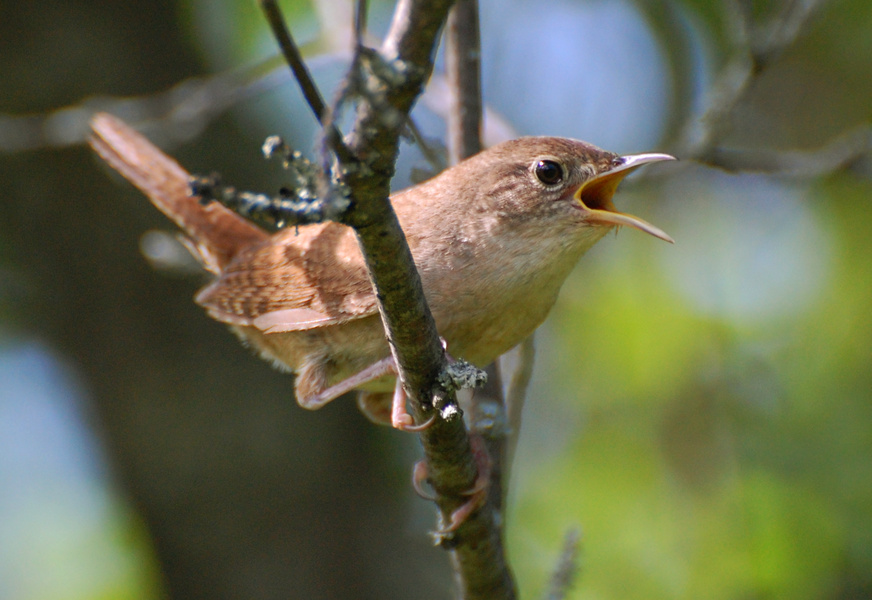 [House Wren]