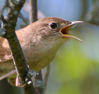 [House Wren]