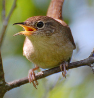 [House Wren]