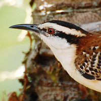 [Rufous-Naped Wren]