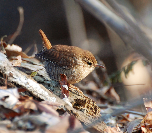 [Winter Wren]