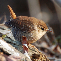 [Winter Wren]