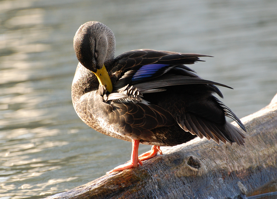 [Preening]