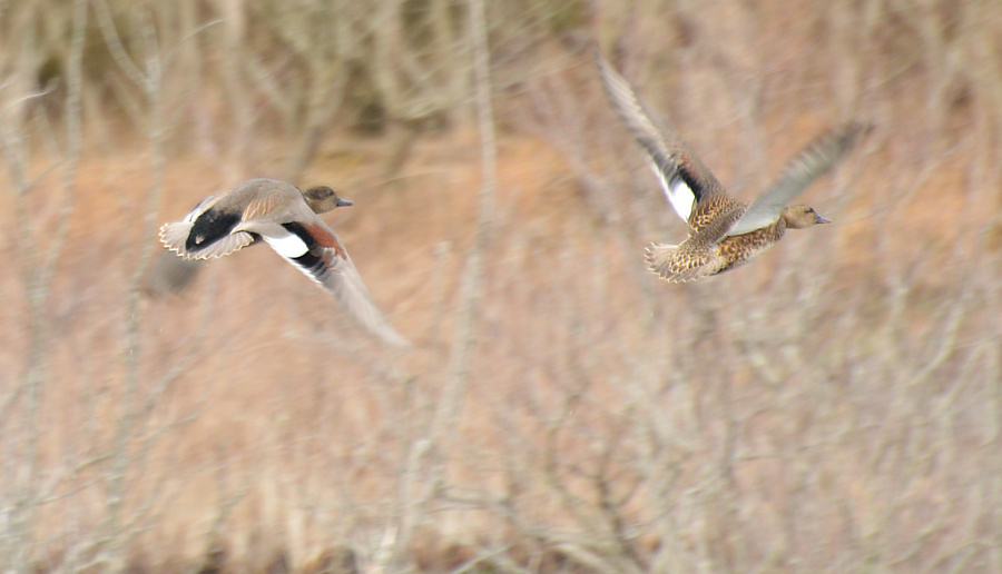 [Gadwall Pair]