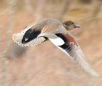 [Gadwall Pair]