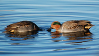 [Dabbling Teal]