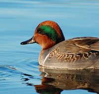 [Teal Pair]
