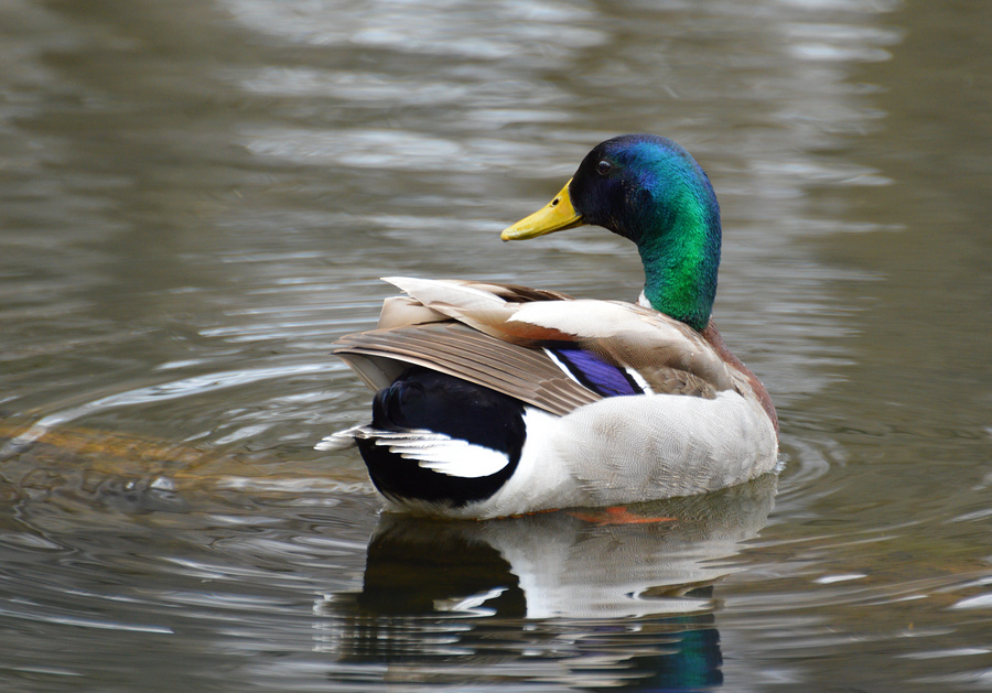 [Resplendent Mallard]