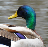 [Resplendent Mallard]