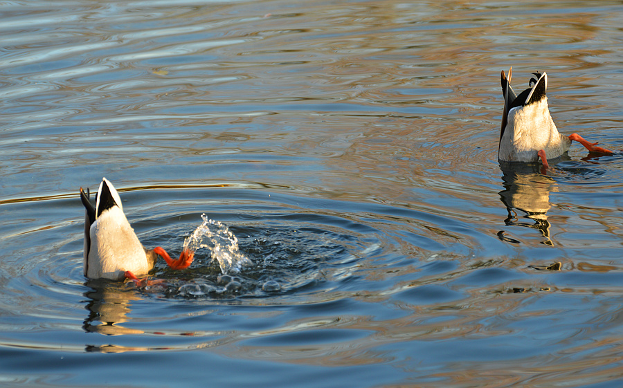 [Tipped Up Mallards]