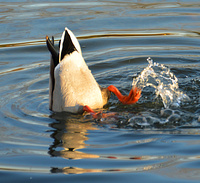 [Tipped Up Mallards]