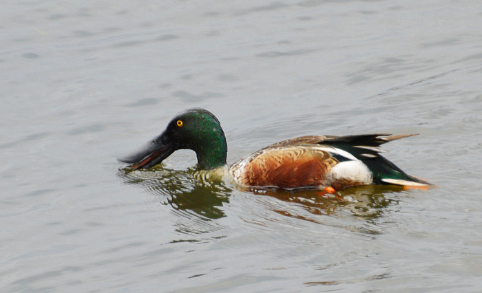 [Northern Shoveler]