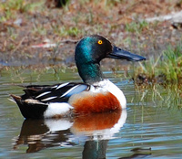 [Northern Shoveler]