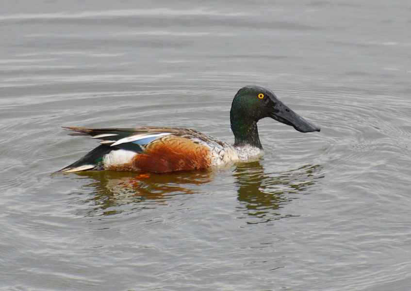 [Northern Shoveler]