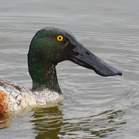 [Northern Shoveler]