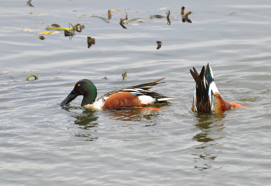 [Northern Shovelers]