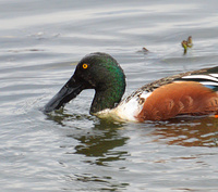[Northern Shovelers]