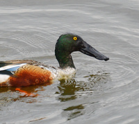 [Northern Shovelers]