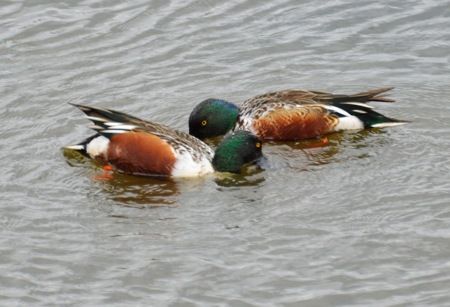 [Shovelers Spiral]