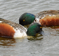[Shovelers Spiral]