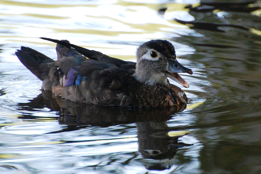 [Female Wood Duck]