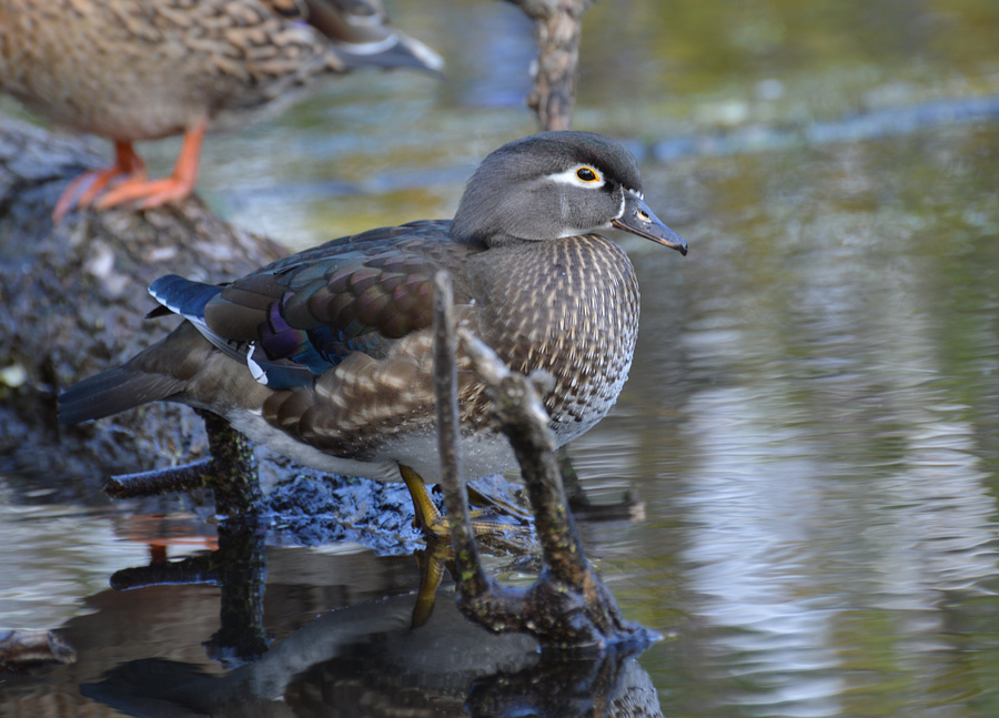 [Female Wood Duck]
