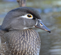 [Female Wood Duck]
