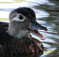 [Female Wood Duck]
