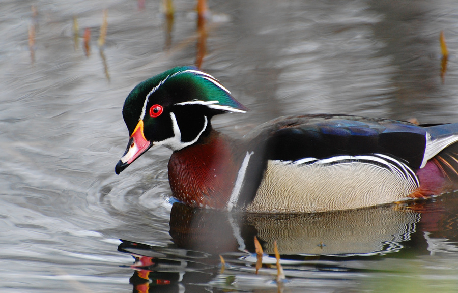 [Wood Duck]