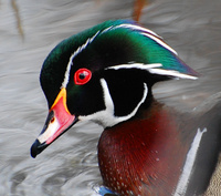 [Wood Duck]
