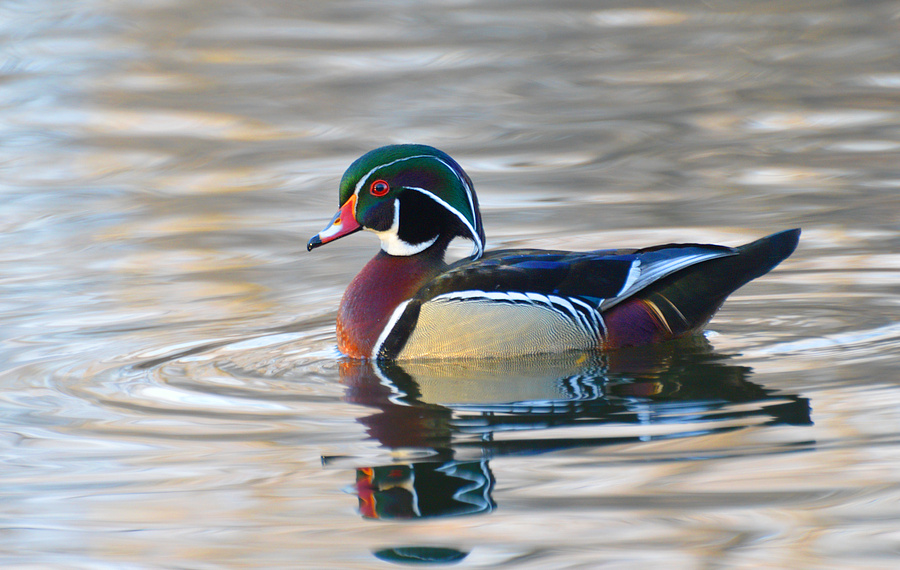 [Wood Duck]