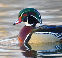 [Wood Duck]