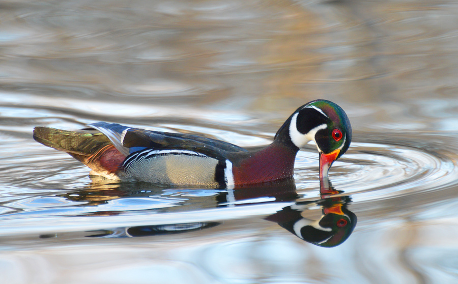 [Wood Duck]