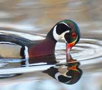 [Wood Duck]