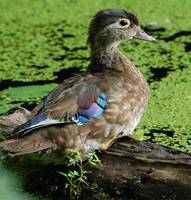 [Wood Duck Mom]