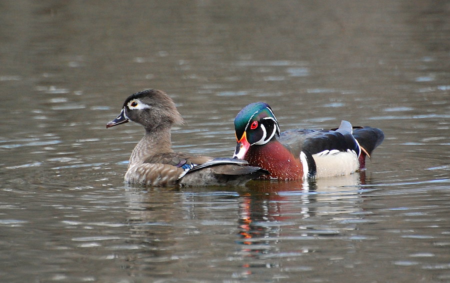 [Wood Duck Pair]