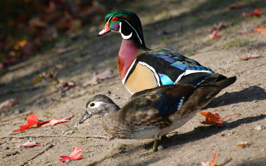[Wood Duck Pair]
